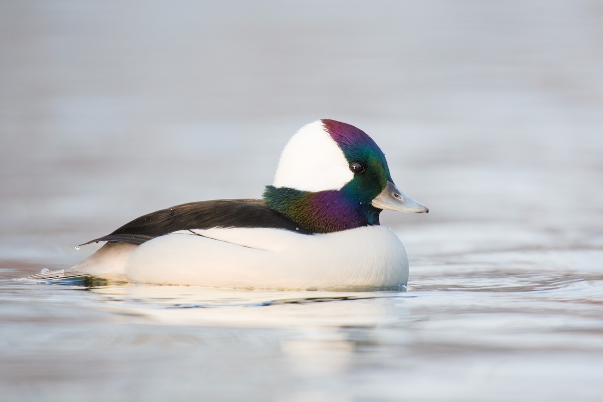 Bufflehead - Ian Hearn