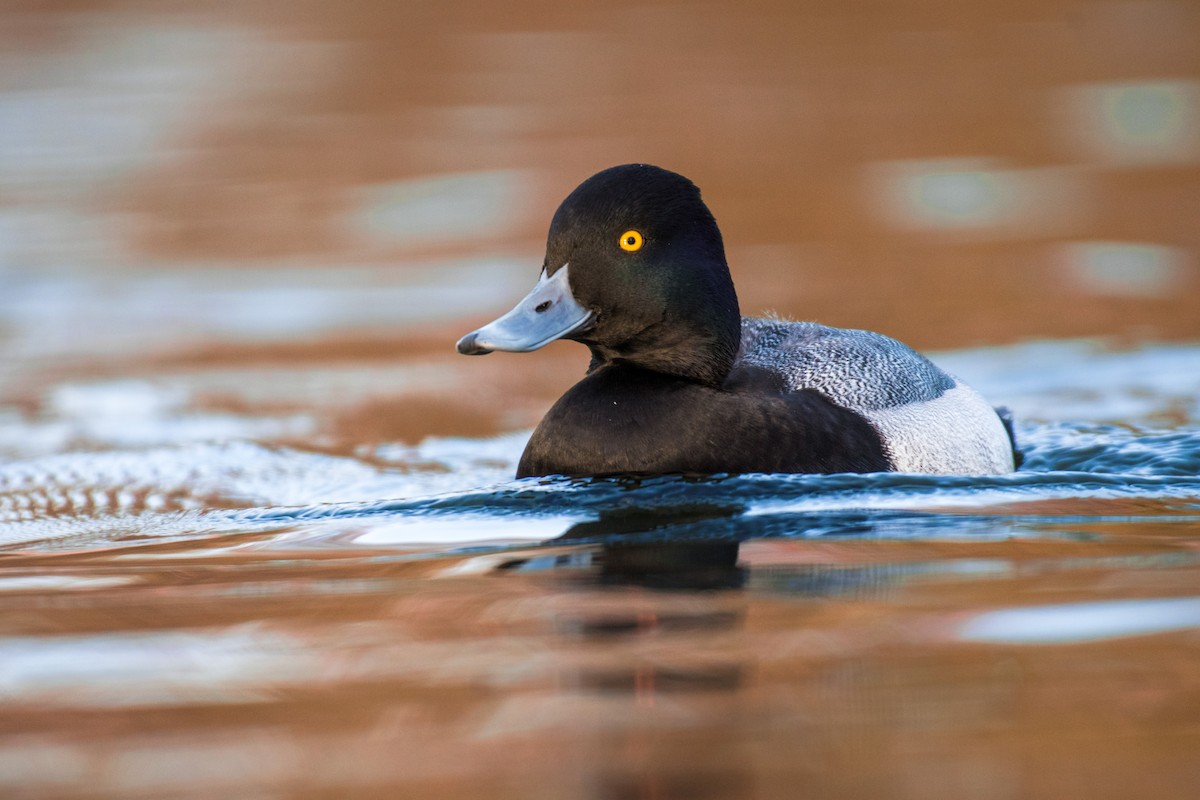 Lesser Scaup - ML389436181