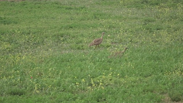 Karoo Bustard - ML389436811