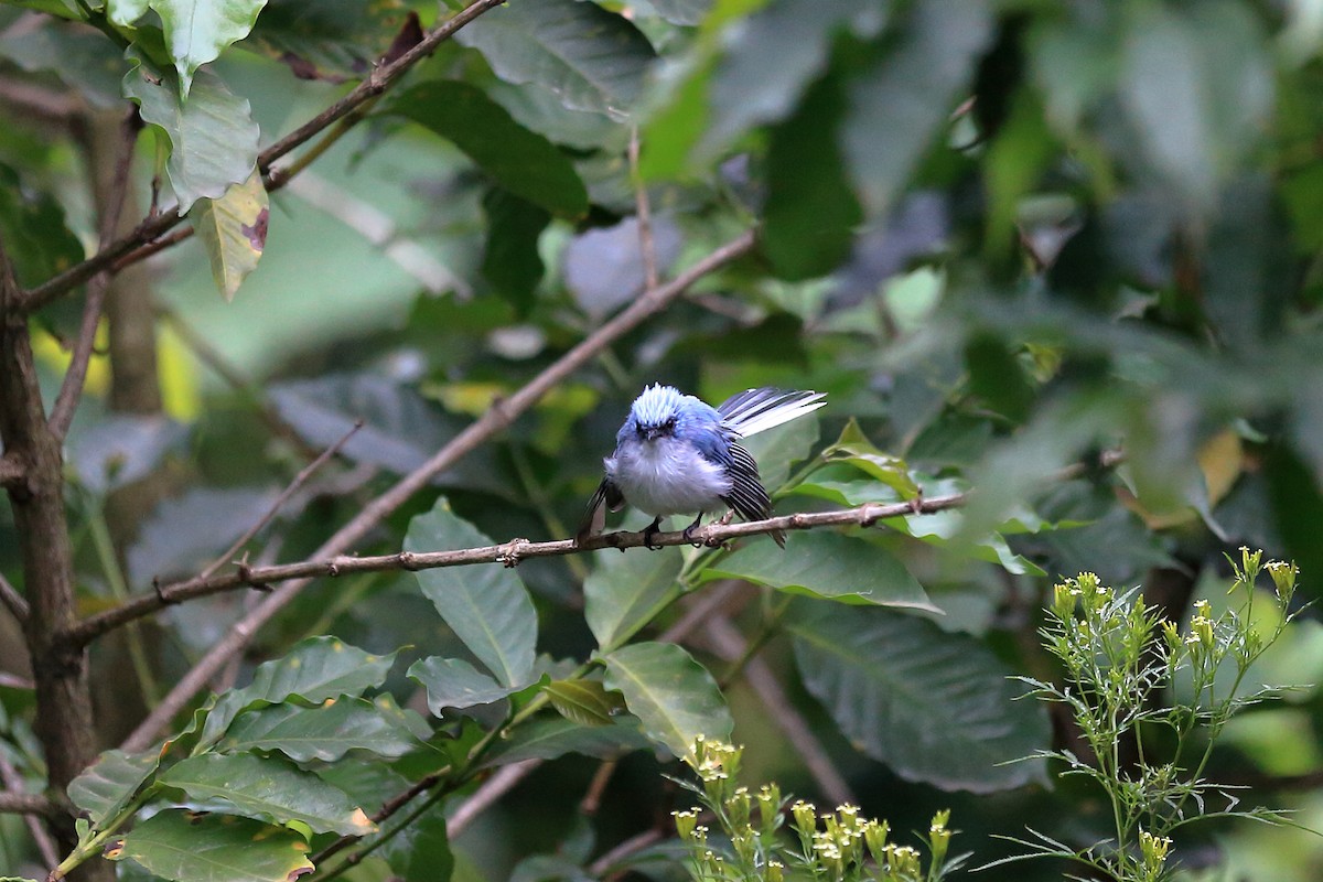 White-tailed Blue Flycatcher - ML389436901