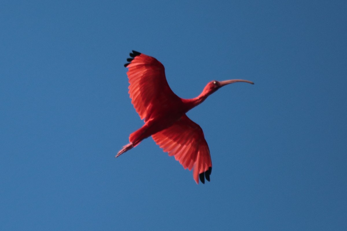 Scarlet Ibis - Dilia E. García