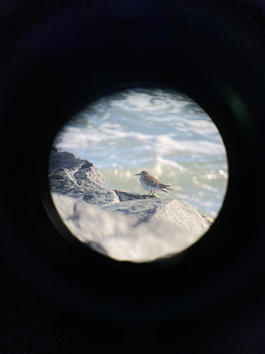 White-rumped Sandpiper - ML389439631