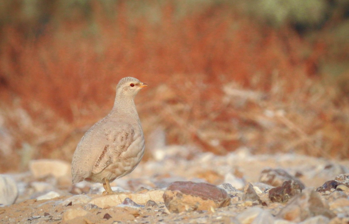 Arabienwüstenhuhn - ML389439781