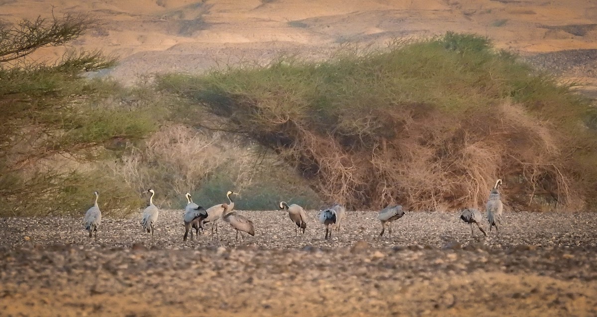 Common Crane - ML389439801