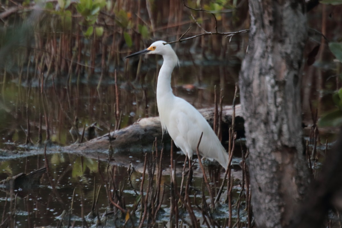 Snowy Egret - ML389440371