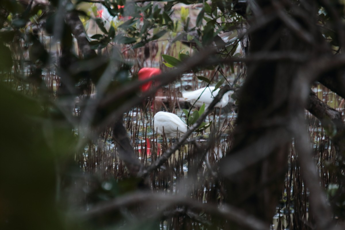 Snowy Egret - ML389440391