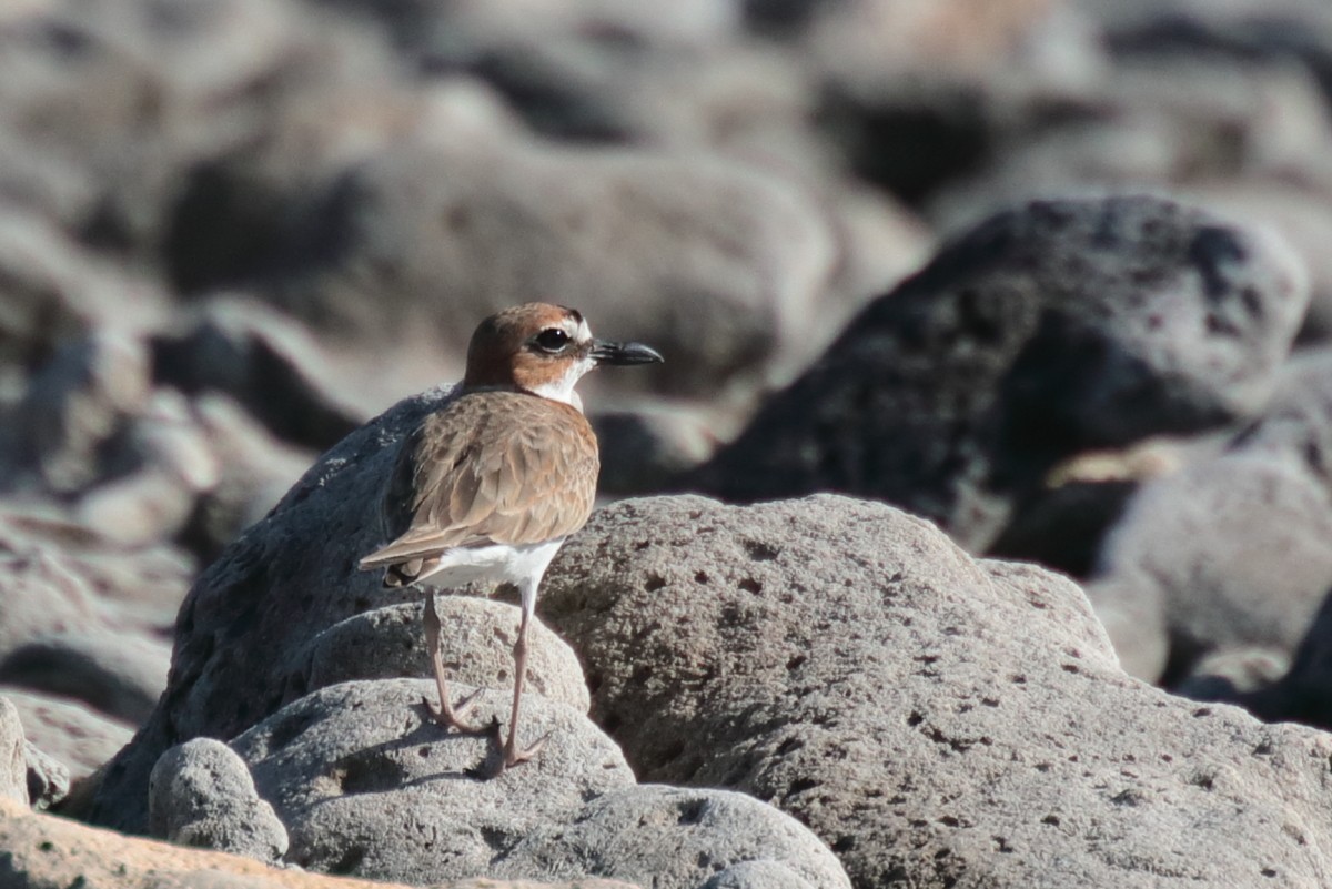 Wilson's Plover - ML389443631