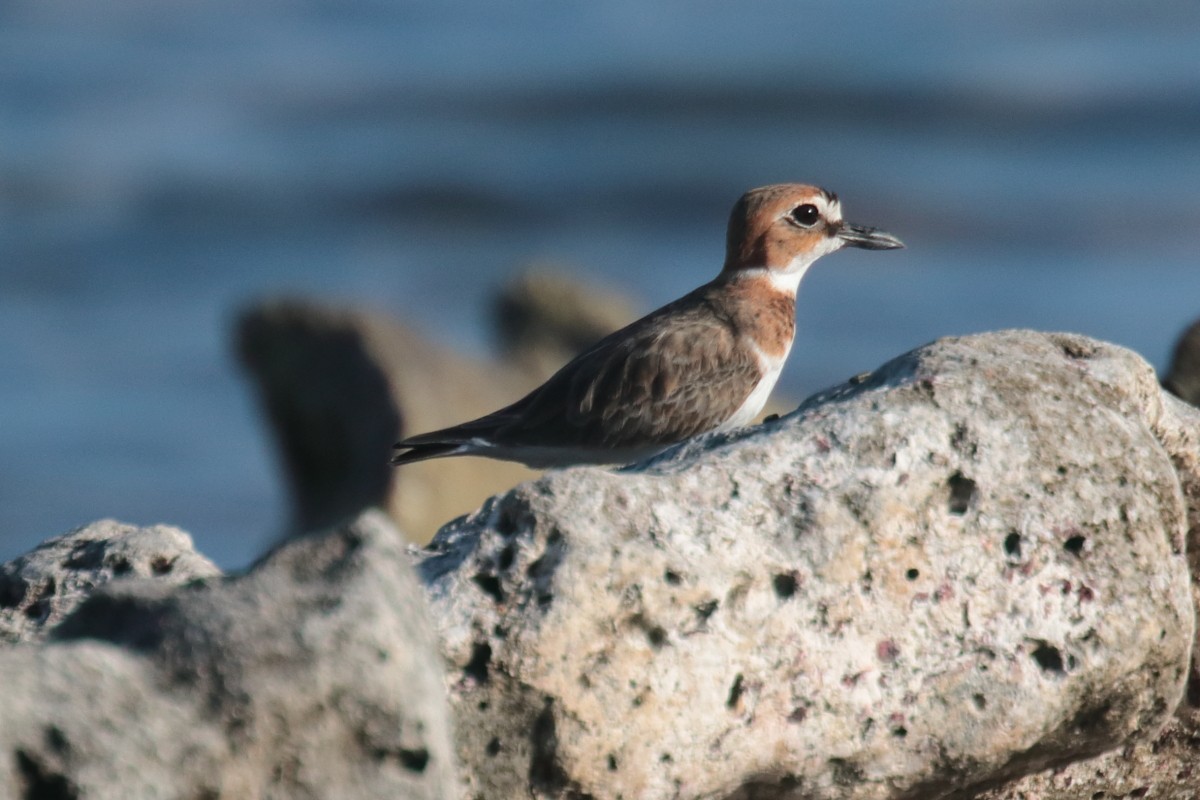 Wilson's Plover - ML389443651