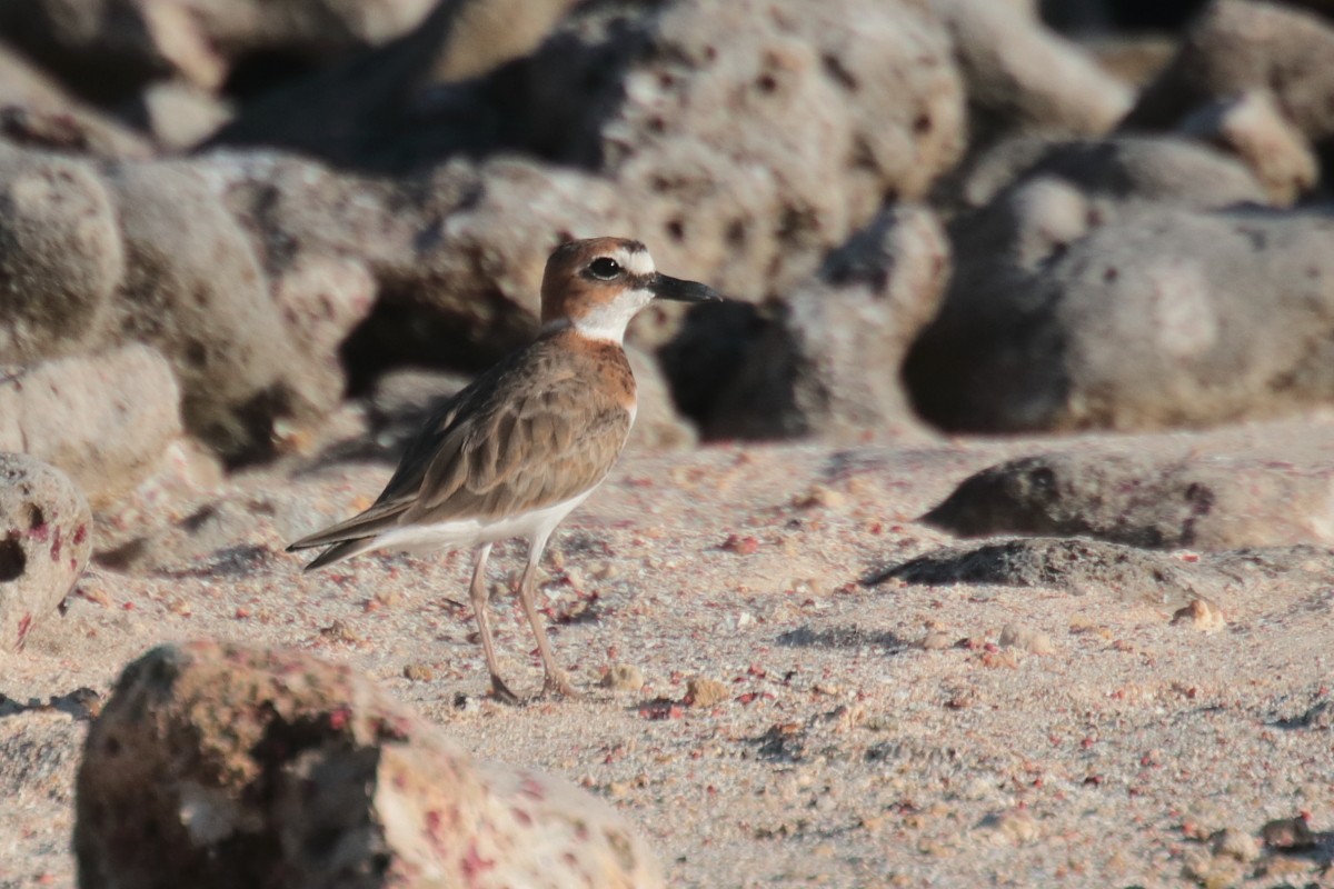 Wilson's Plover - ML389443661