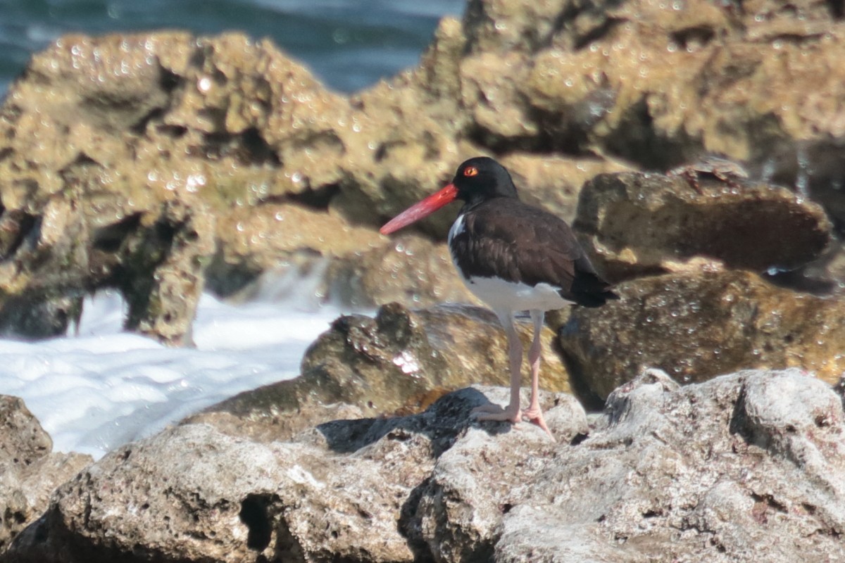 American Oystercatcher - ML389444901