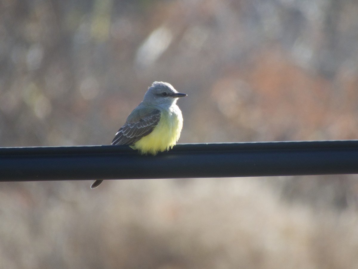 Western Kingbird - ML389446281