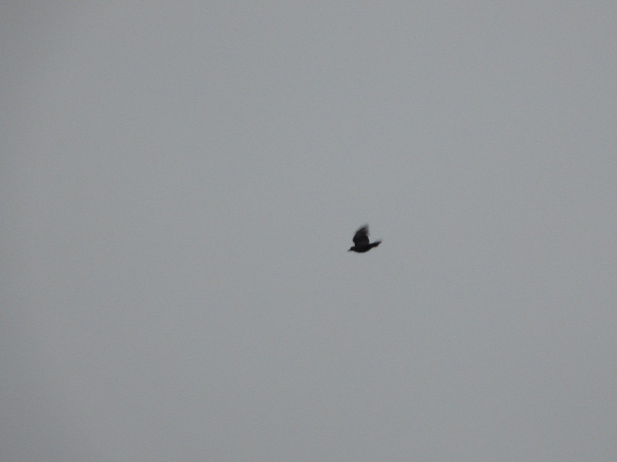 Хар тоншуул - ML389446931