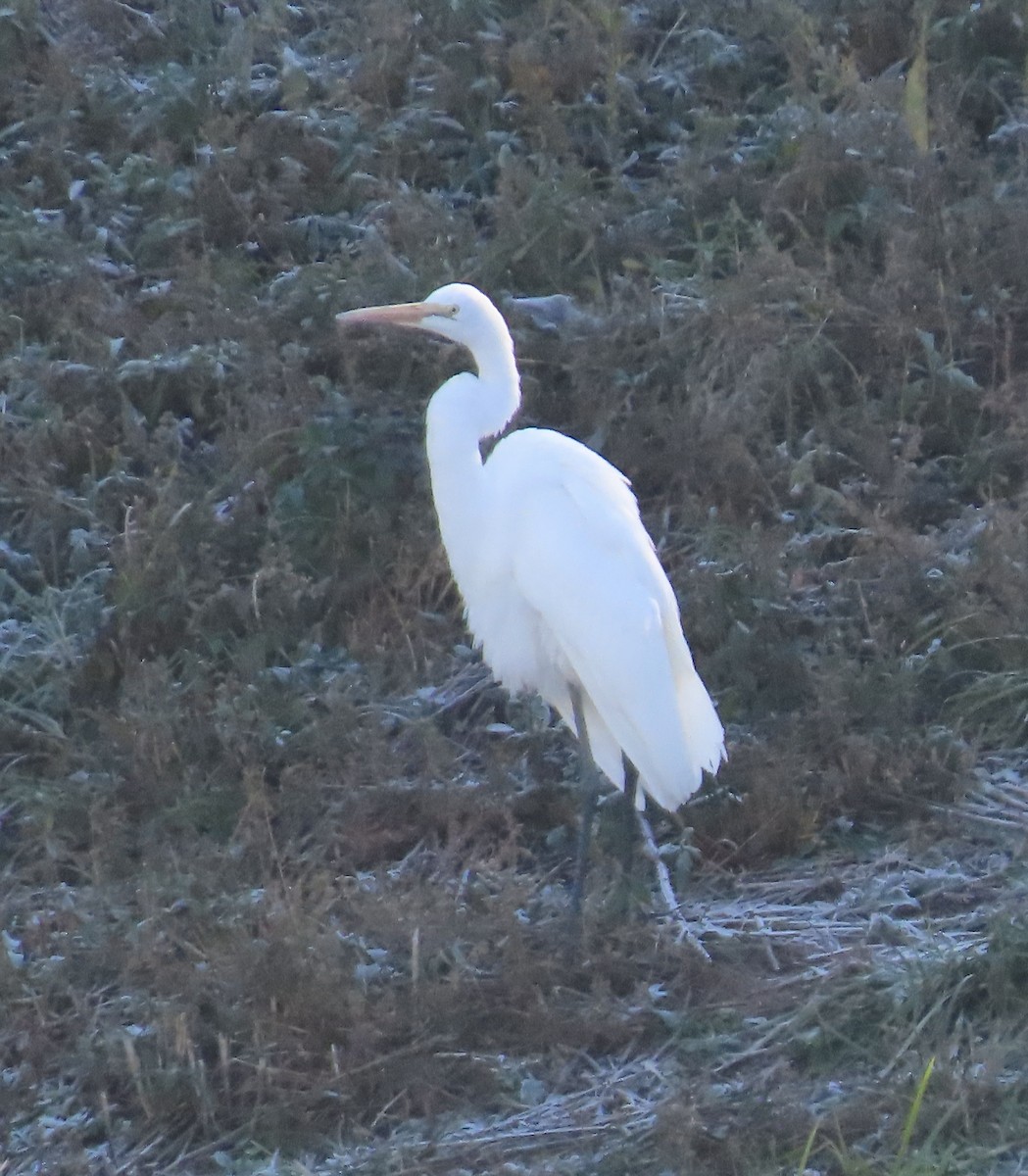 Great Egret - ML389447061