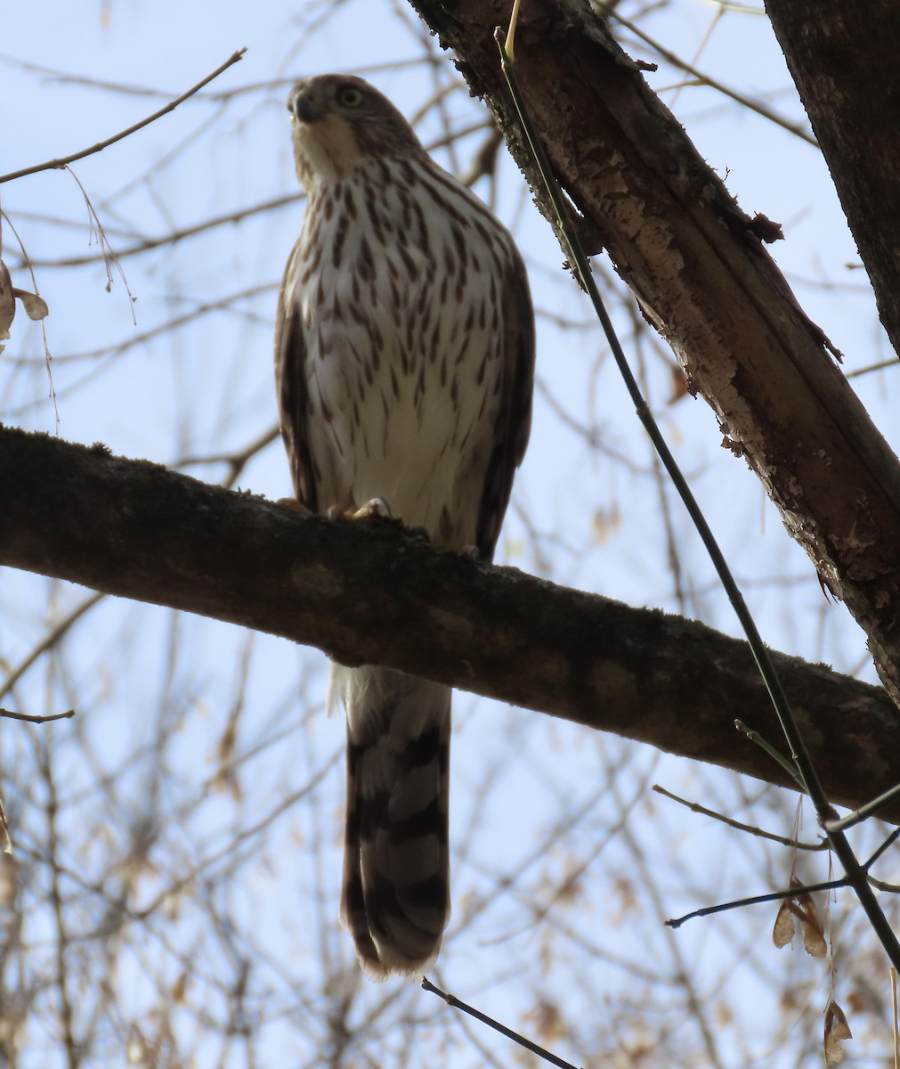 Cooper's Hawk - ML389447221