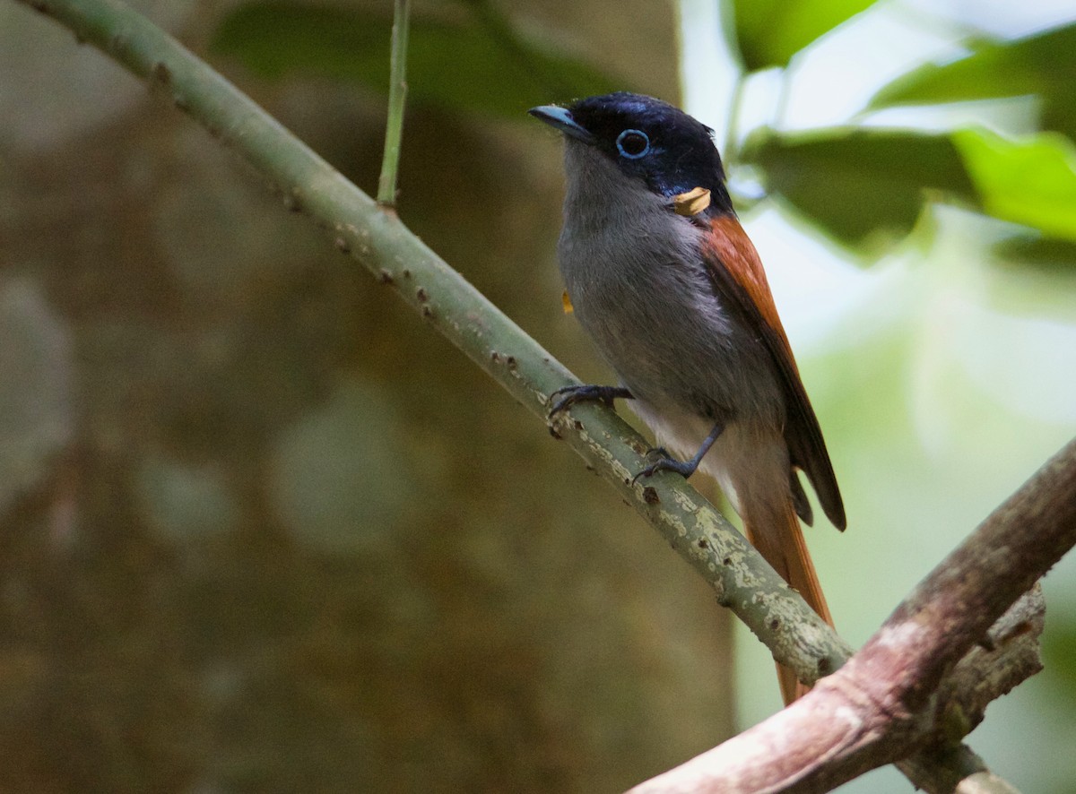 Mascarene Paradise-Flycatcher - ML389447651