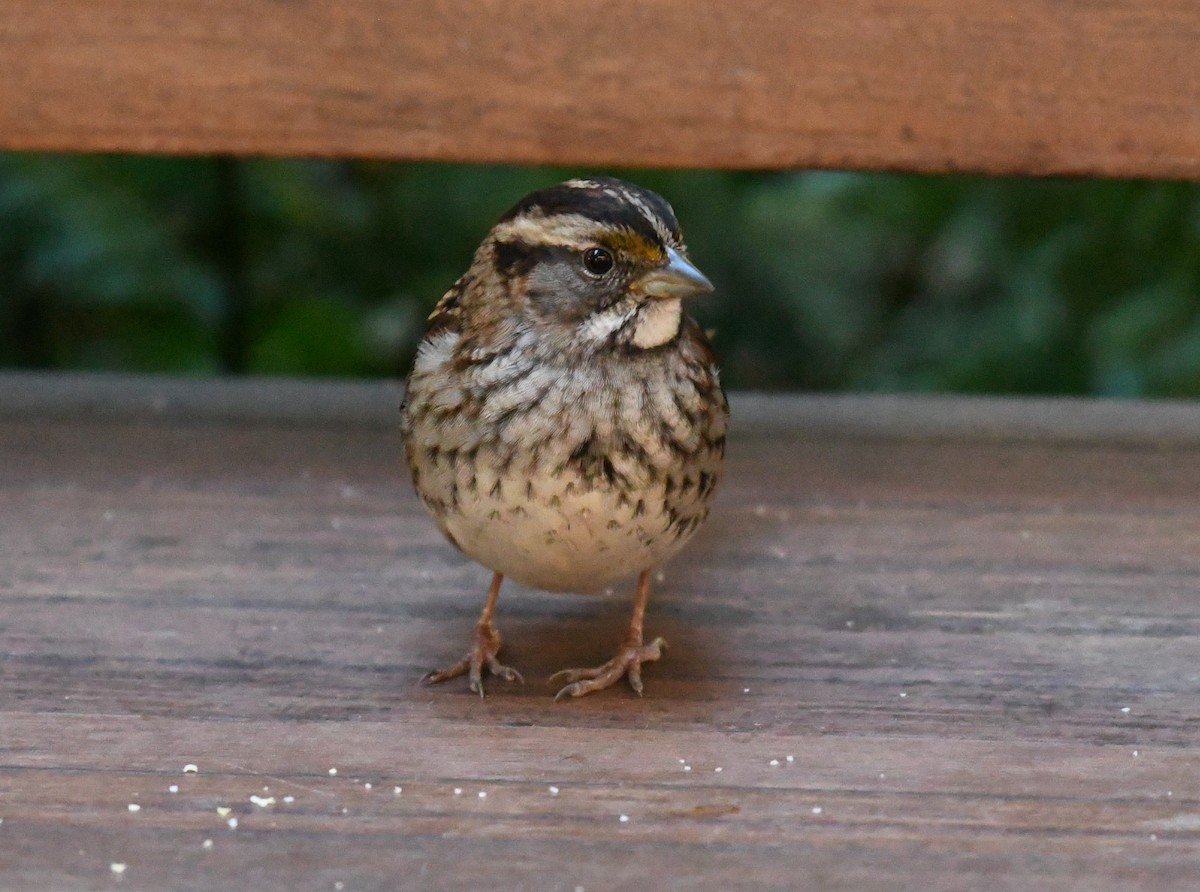 White-throated Sparrow - ML389448831