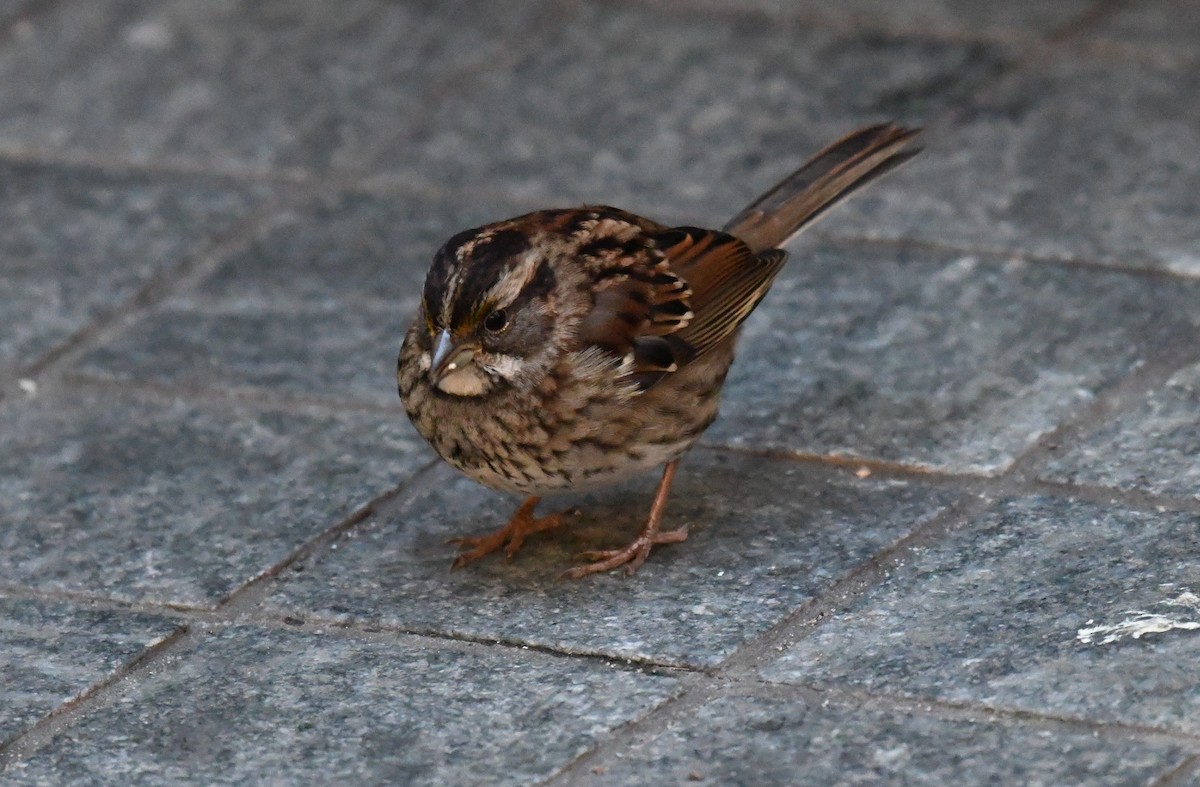 White-throated Sparrow - ML389448841