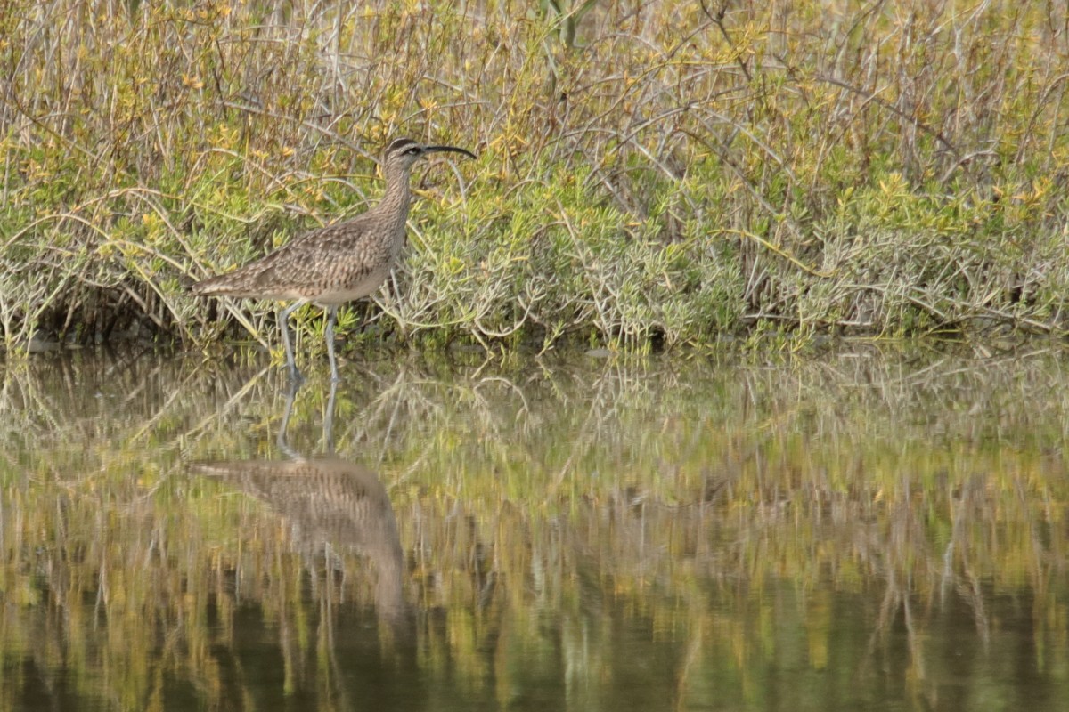 Chiurlo piccolo americano - ML389452861
