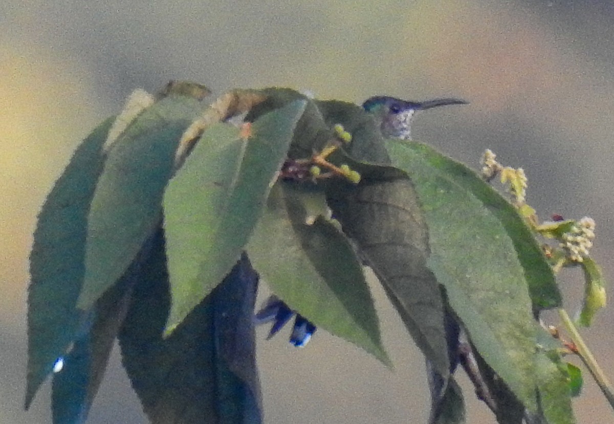 kolibřík bělokrký - ML389452941
