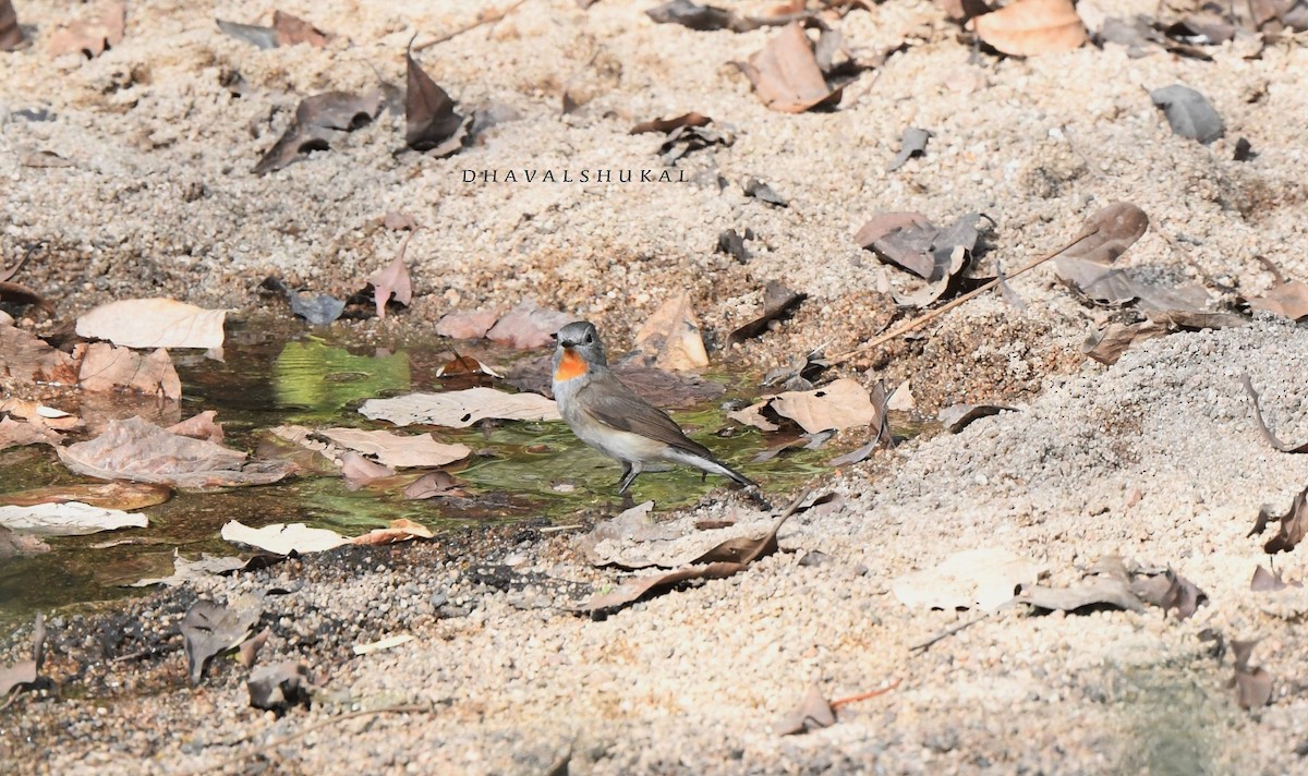 Taiga Flycatcher - ML389453021