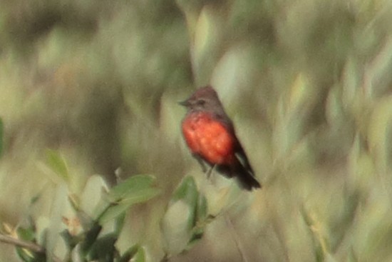 Vermilion Flycatcher - ML389453411