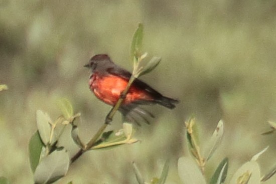 Vermilion Flycatcher - ML389453421