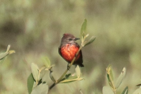 Vermilion Flycatcher - ML389453431