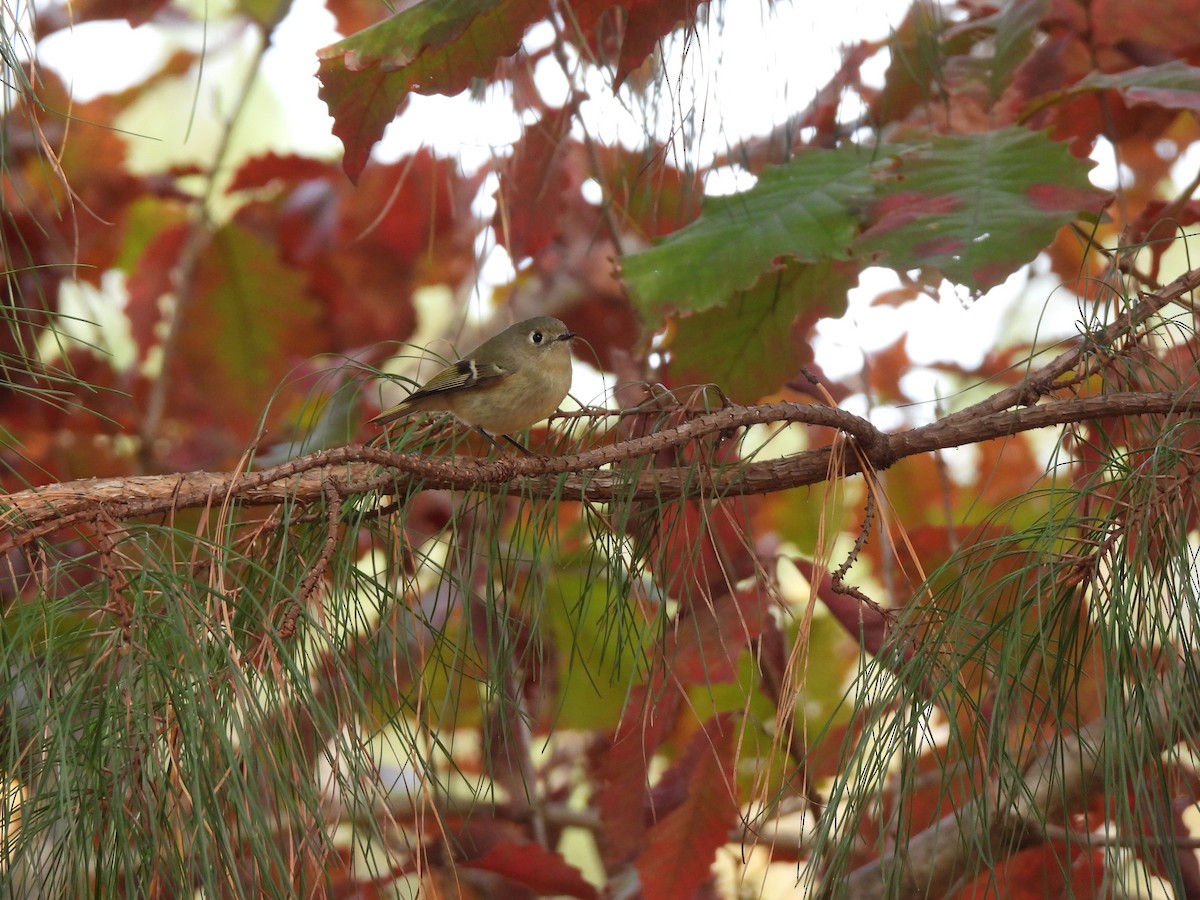 Ruby-crowned Kinglet - ML389453441