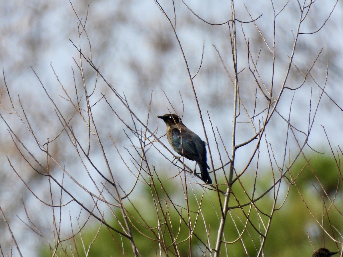 Rusty Blackbird - ML389453641