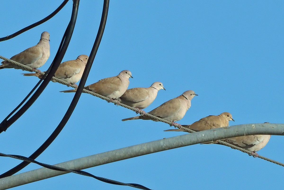 Eurasian Collared-Dove - ML389454511