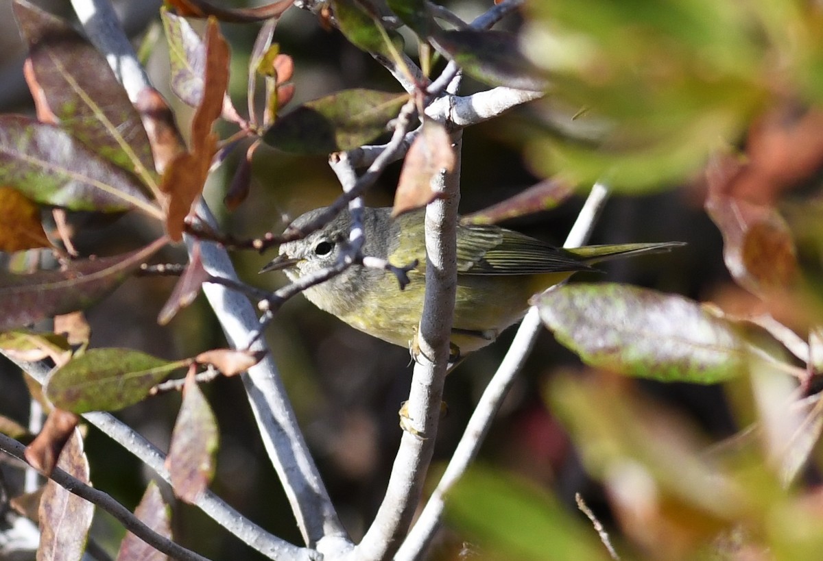 Orange-crowned Warbler - ML389455011