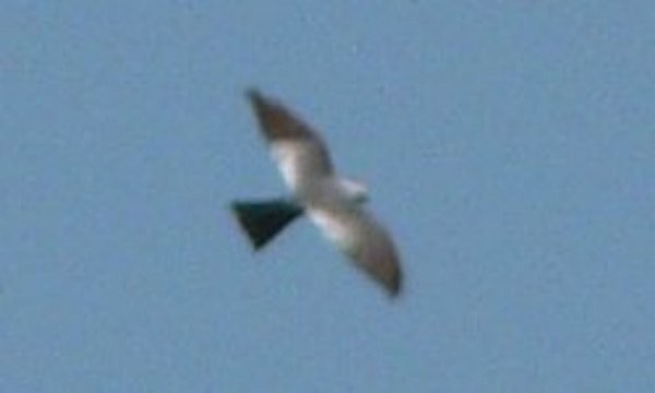 Mississippi Kite - Larry Neily