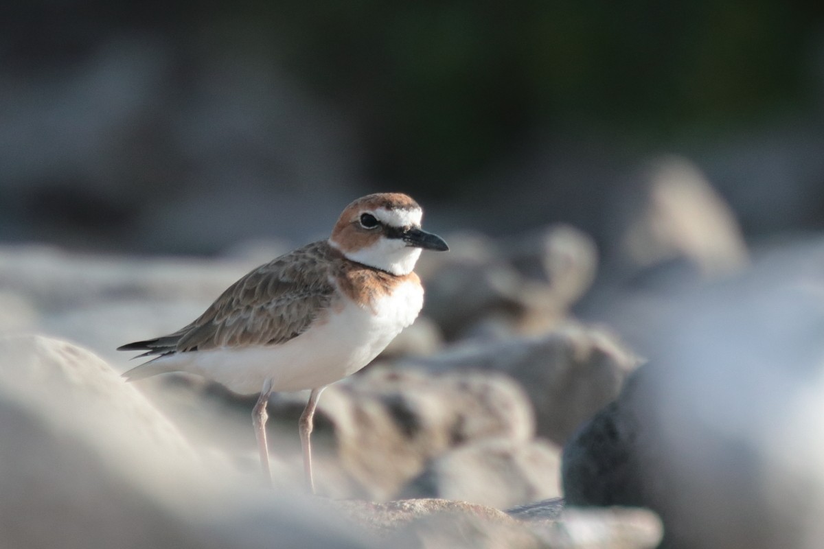 Wilson's Plover - ML389456181