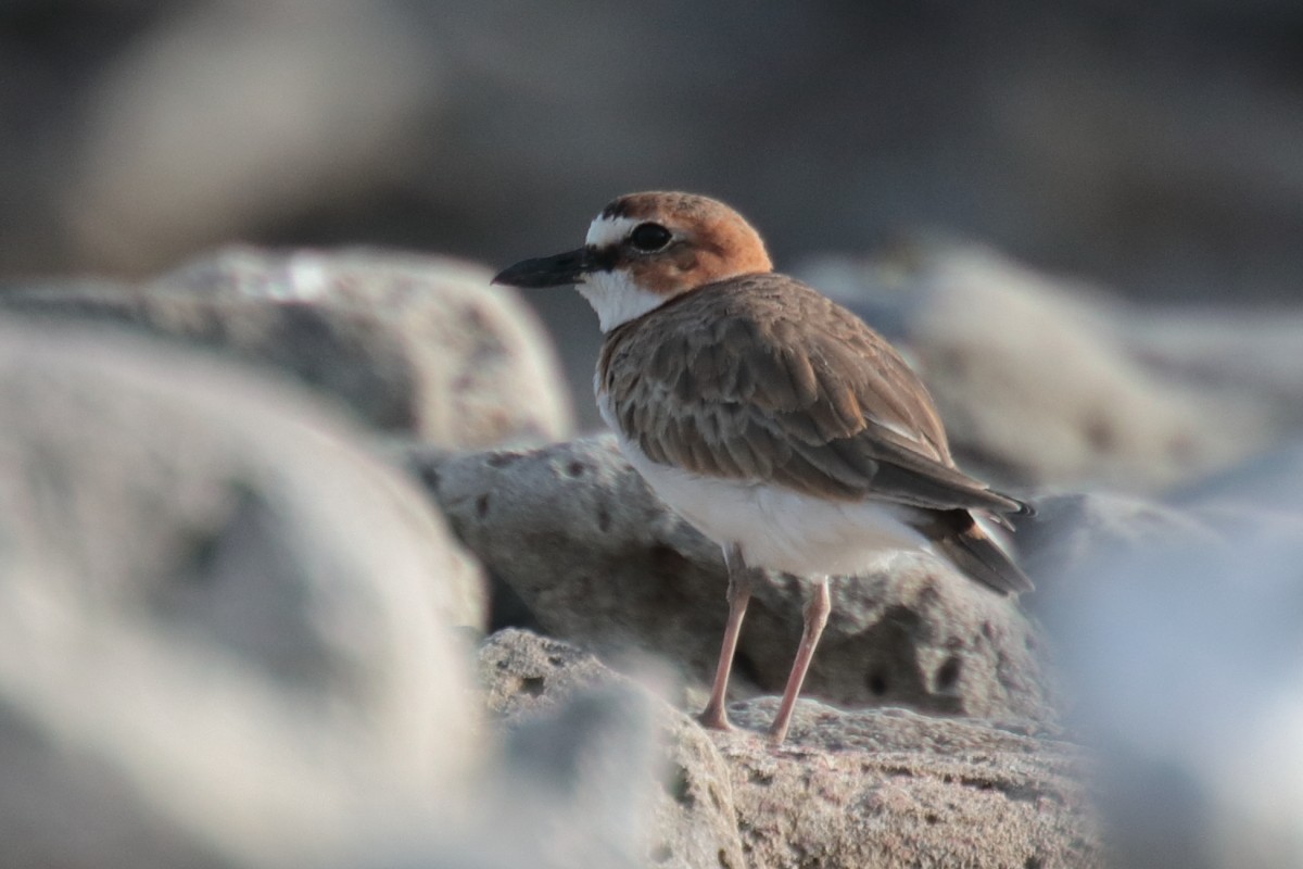 Wilson's Plover - ML389456191