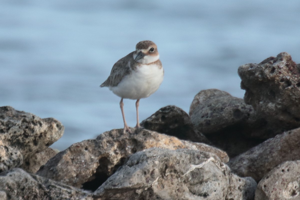 Wilson's Plover - ML389456271