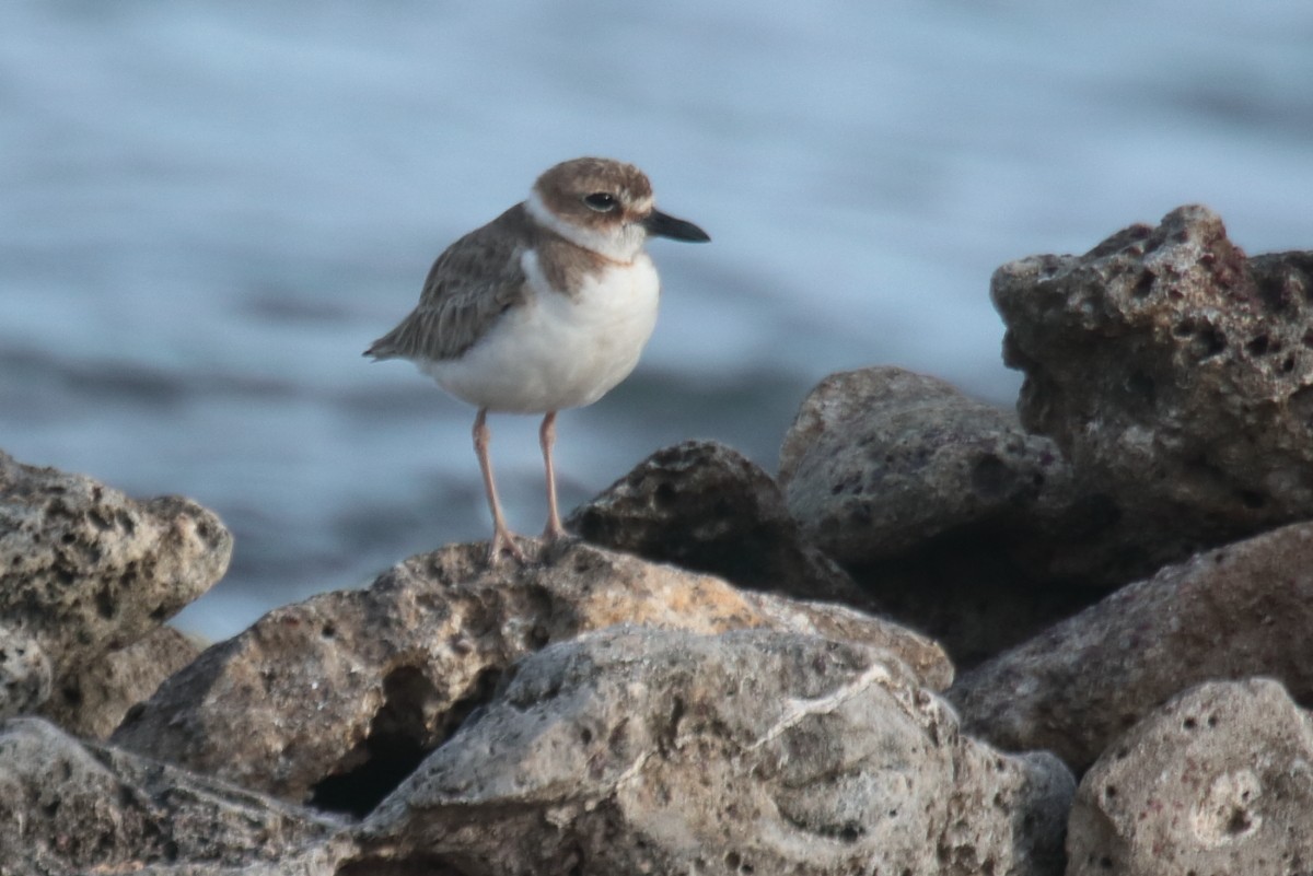 Wilson's Plover - ML389456581