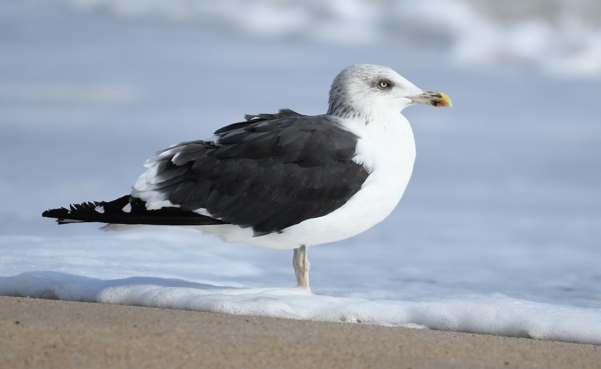 Lesser Black-backed Gull - ML389457191