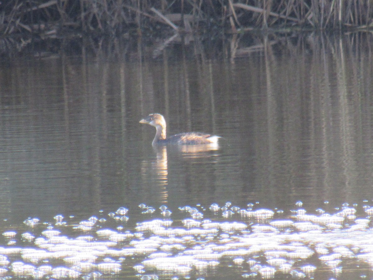 Pied-billed Grebe - ML389459331