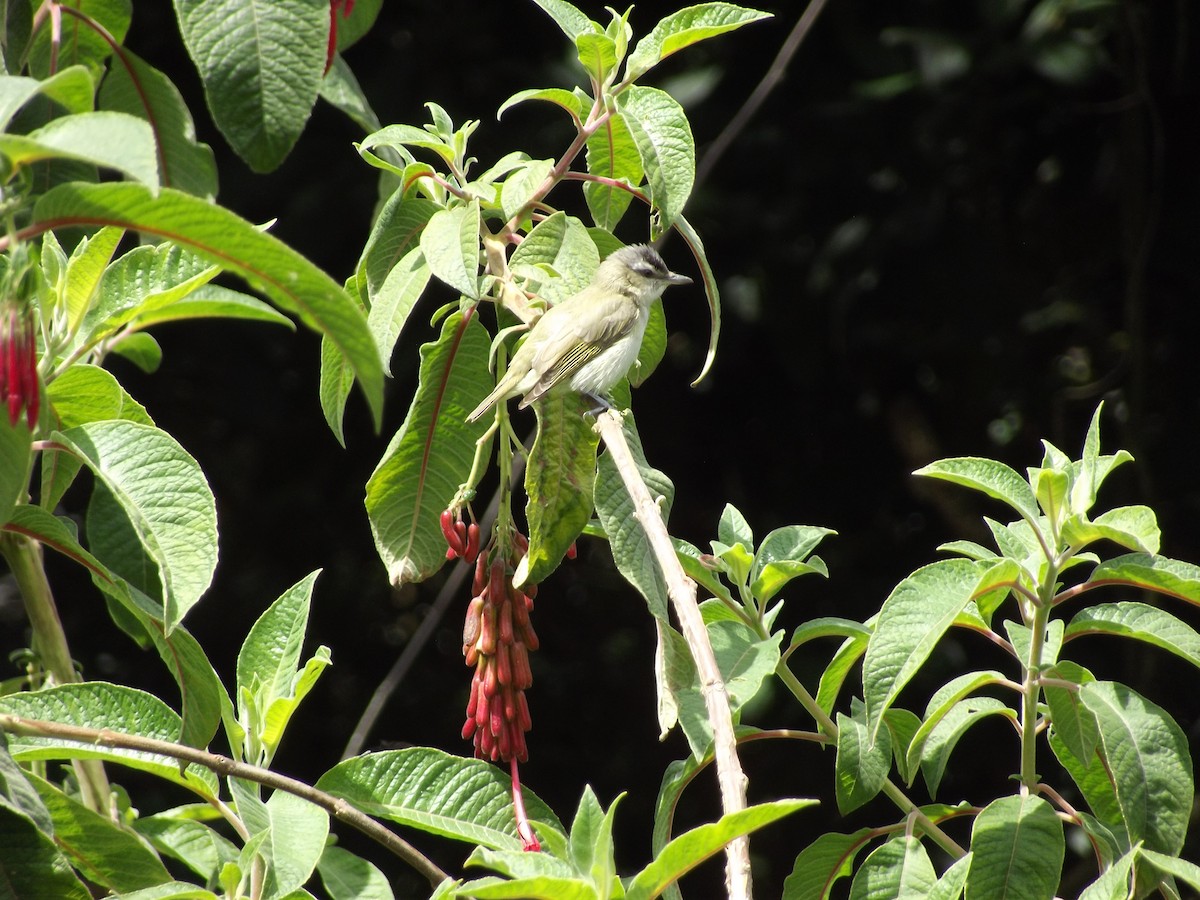 Red-eyed Vireo - ML389459771