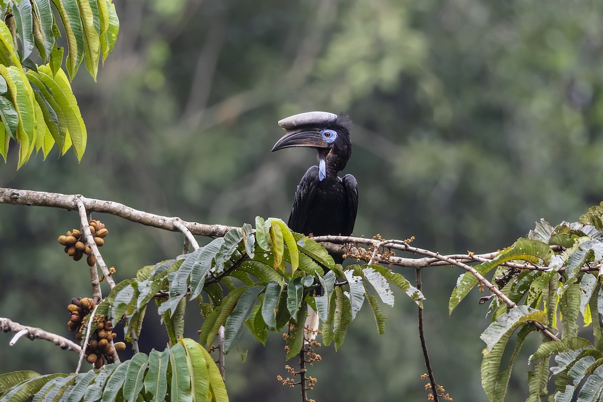 Black-casqued Hornbill - Stefan Hirsch