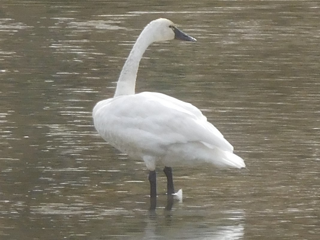 Tundra Swan - LynnErla Beegle