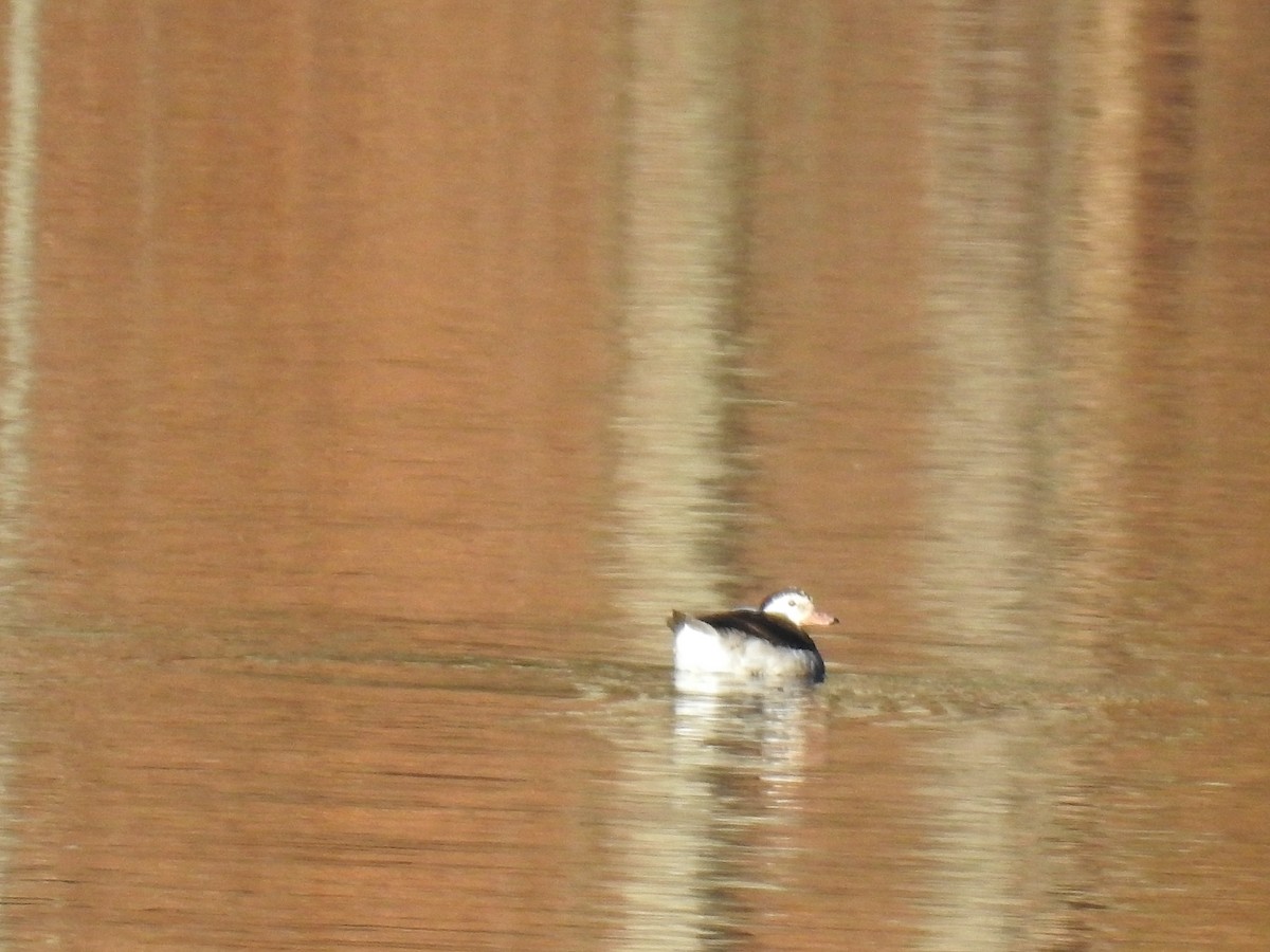 Long-tailed Duck - ML389460631