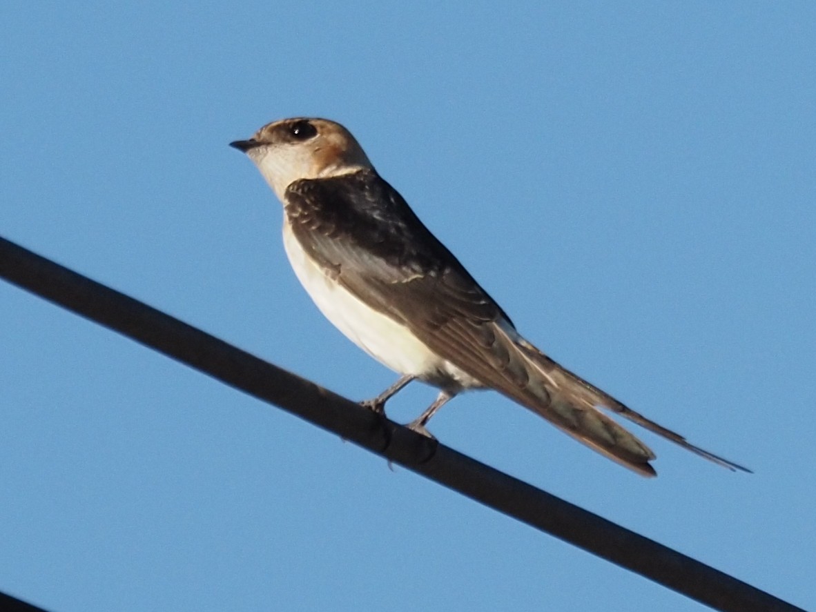 Golondrina Dáurica - ML389460681