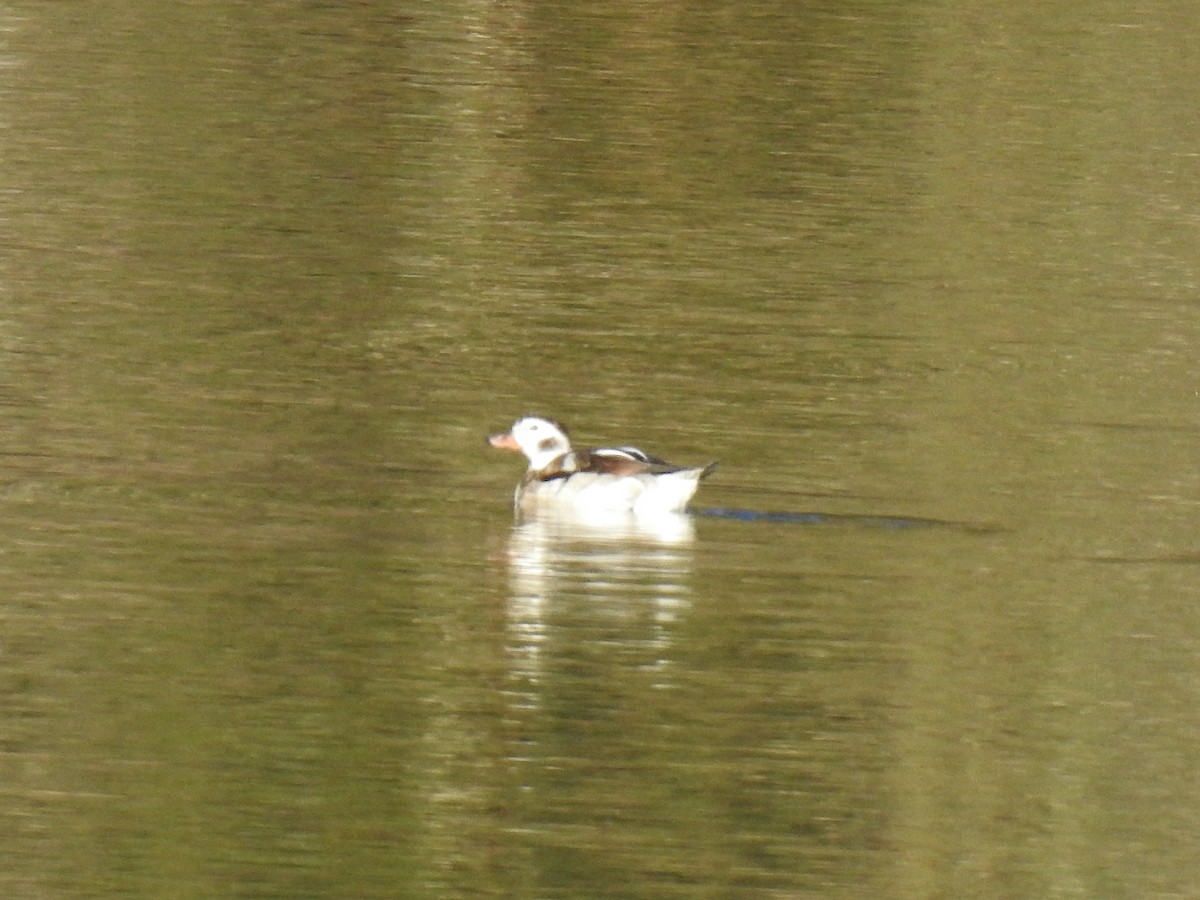 Long-tailed Duck - ML389460701