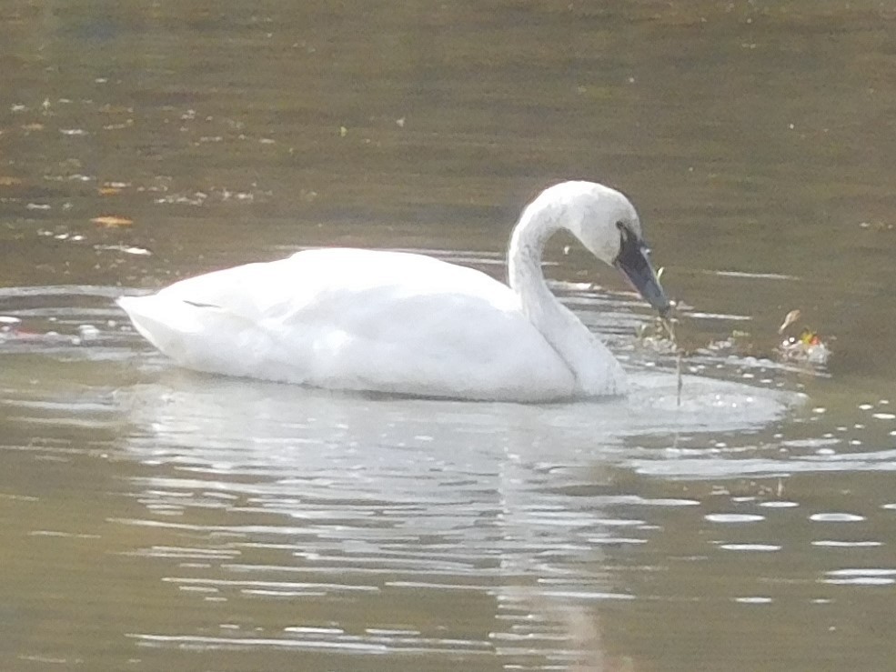 Tundra Swan - ML389461701