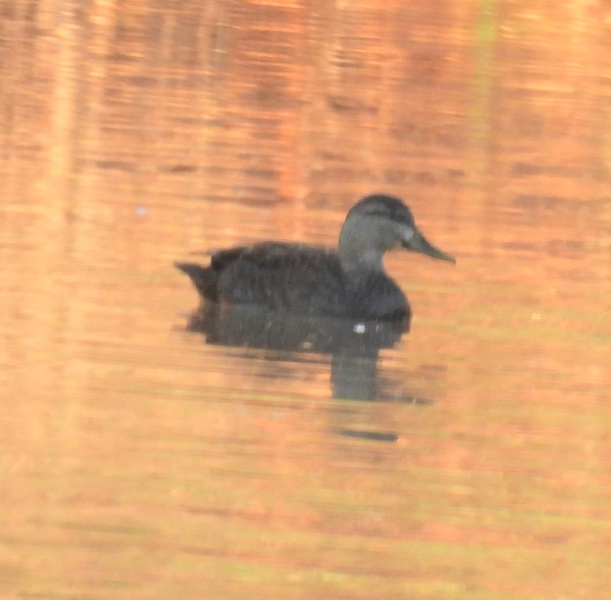 American Black Duck - ML389462891