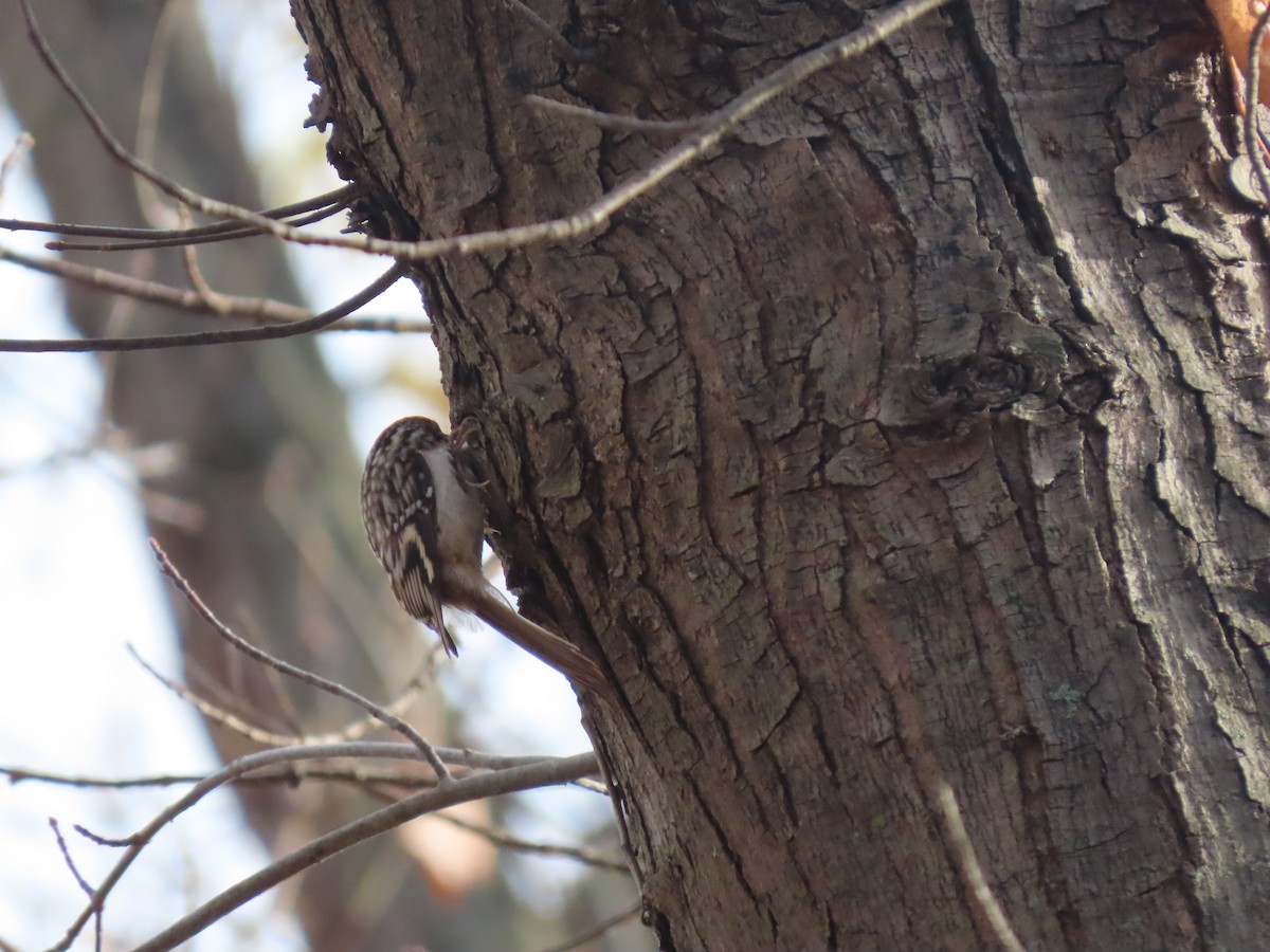 Brown Creeper - Jeff Hopkins