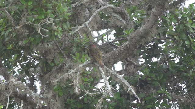 Knysna Woodpecker - ML389463361