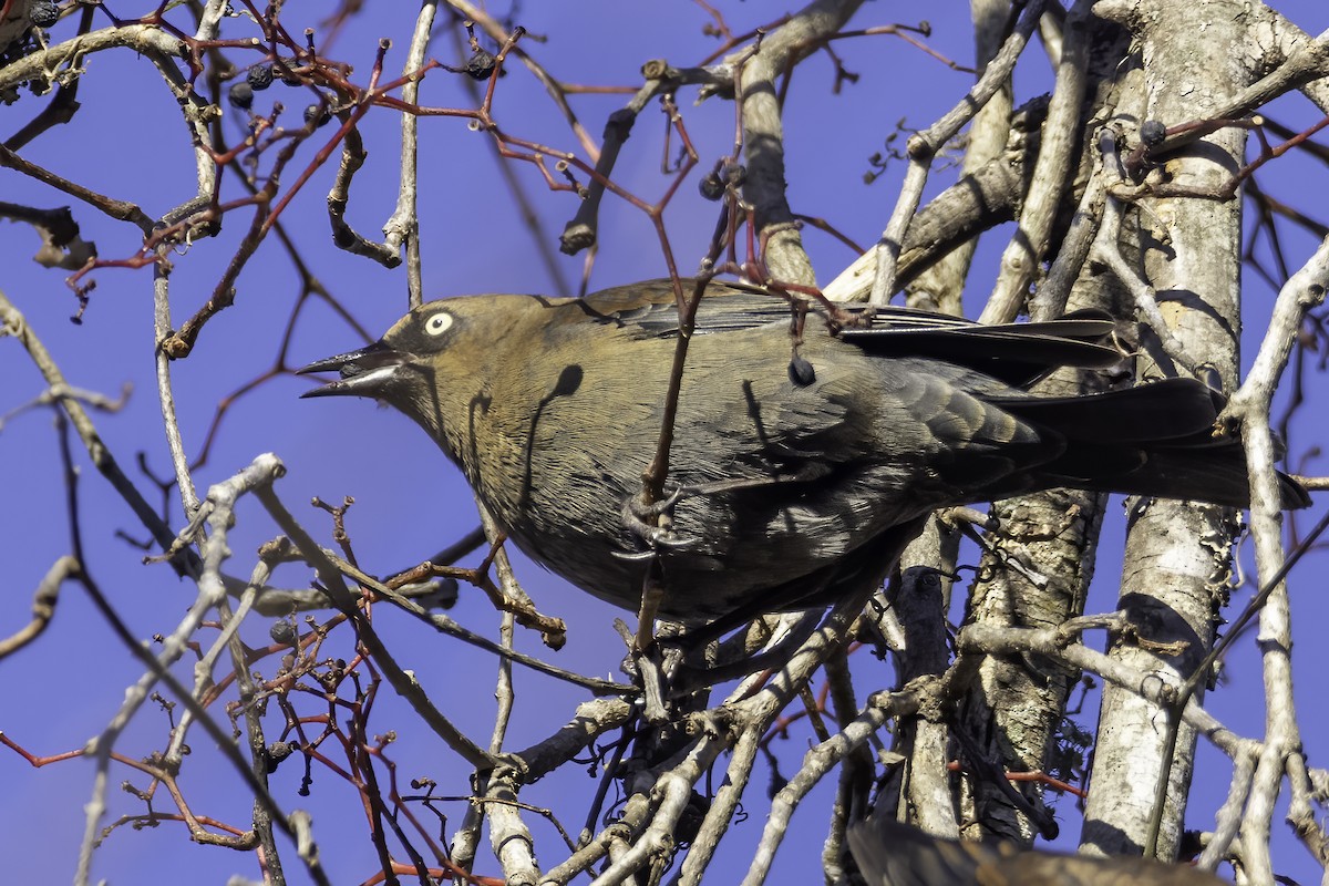 Rusty Blackbird - ML389463561