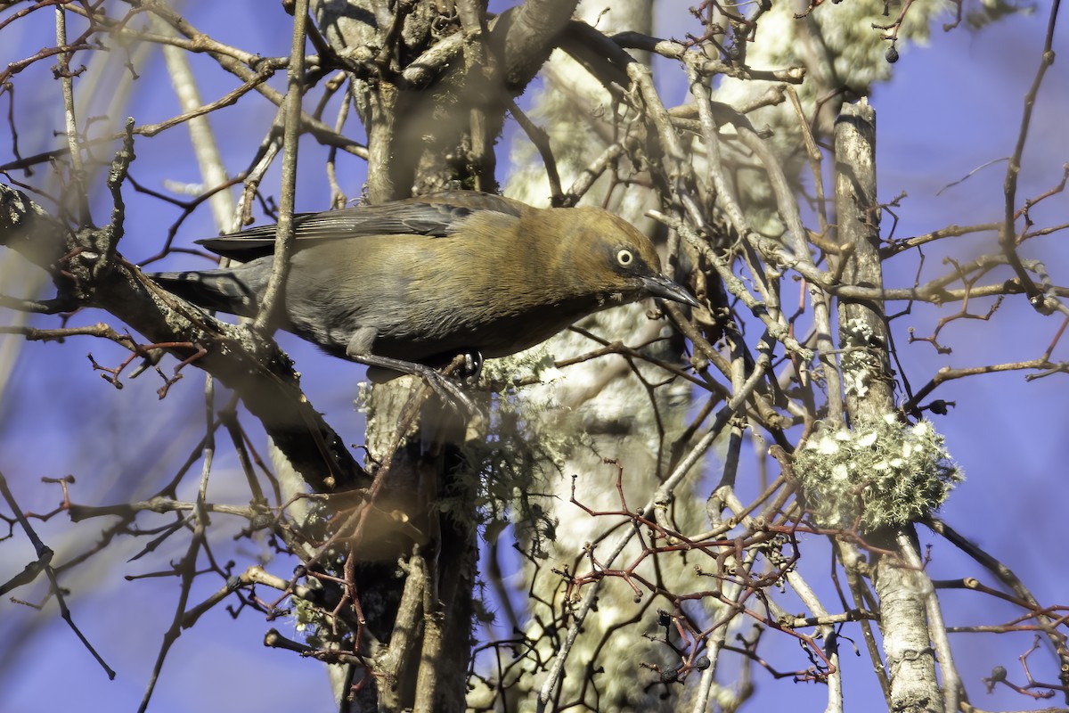 Rusty Blackbird - ML389463611